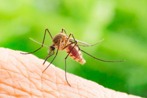 Лучшие способы снять зуд от укуса комара